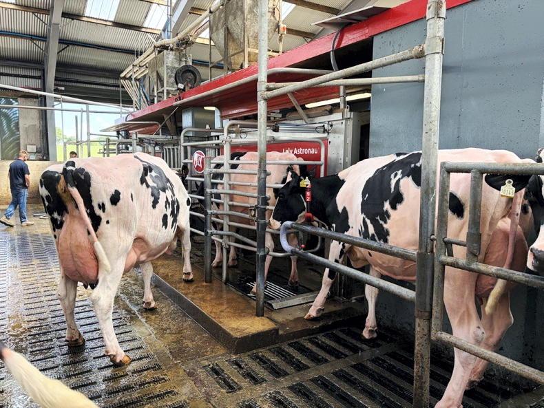 Watch: cows in Kanturk milking themselves