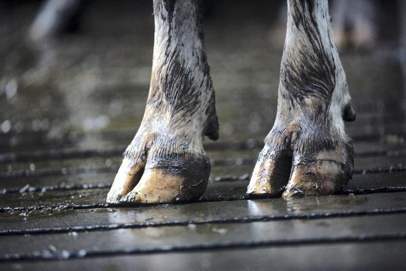 Latest: cattle euthanised on farm in west of Ireland