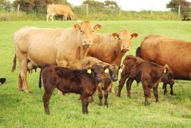 Sequestering carbon could be more viable than drystock farming - professor