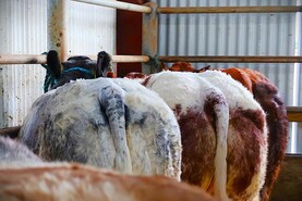 Camera at the Mart: show heifers sizzle and steal the show in Gortatlea
