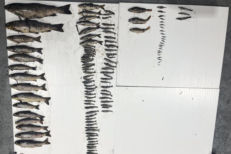 Four investigations under way by IFI following fish kills