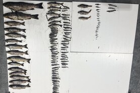 Four investigations under way by IFI following fish kills