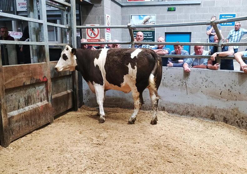 Heifers sell to £2,450 in Markethill