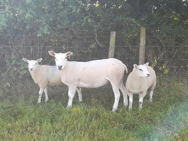 Lame sheep causing bother this year