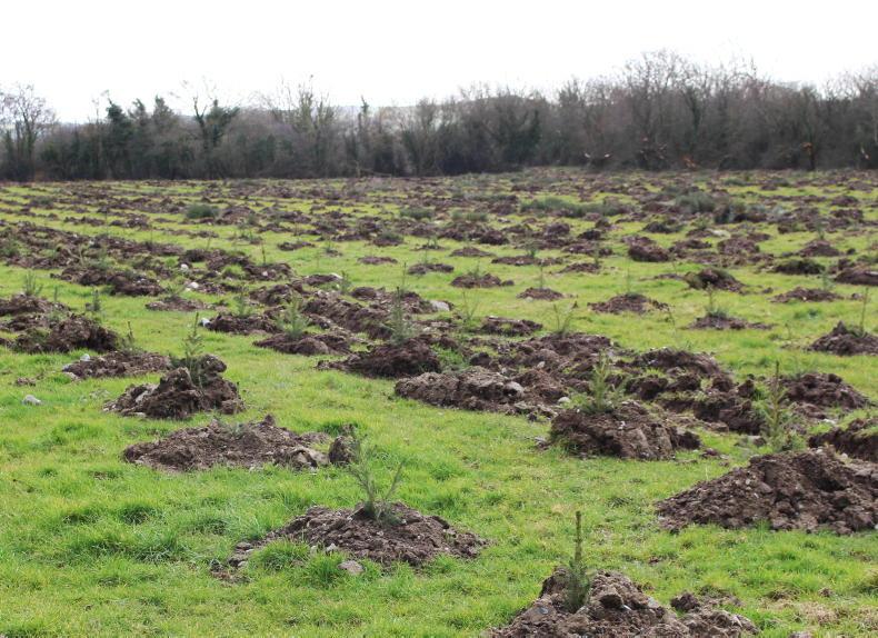 Strong public support for more forestry in Ireland