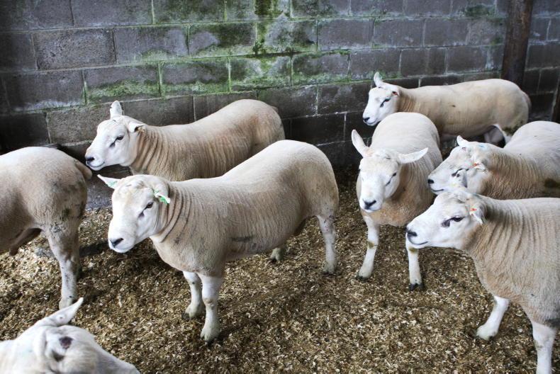 Ensure rams are ready for early lamb production