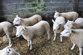 Ensure rams are ready for early lamb production
