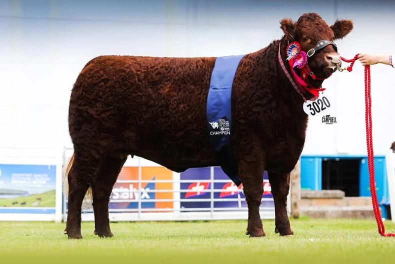 NI-bred heifer wins at Highland Show