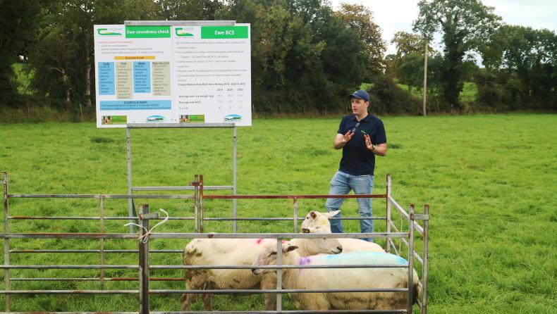 Address ewe body condition to lift performance