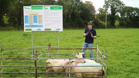 Address ewe body condition to lift performance
