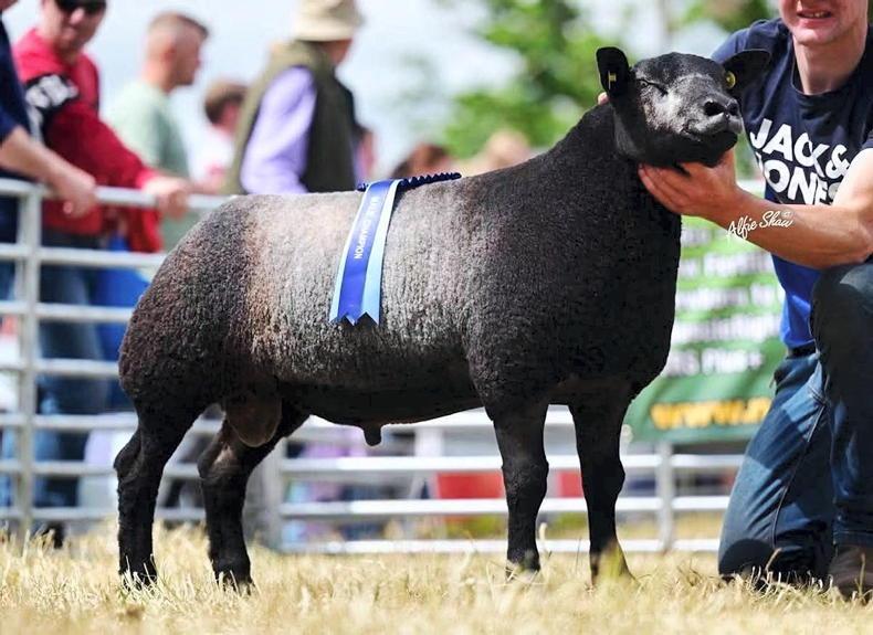 Excitement builds ahead of sheep extravaganza