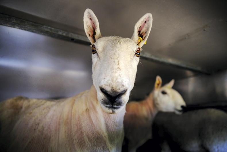 Sheep imports and exports – what are the current rules?
