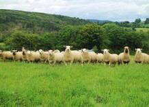 Sheep breeding: getting the most from every ewe