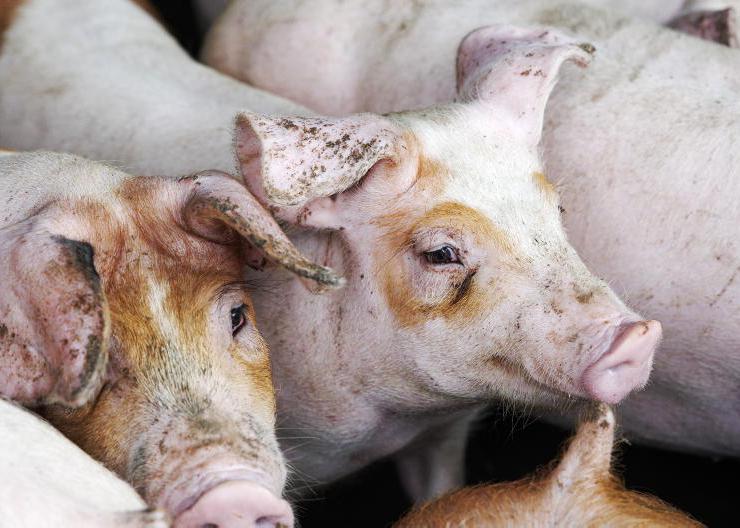 Pig farmers heading into 'crisis territory', IFA warns