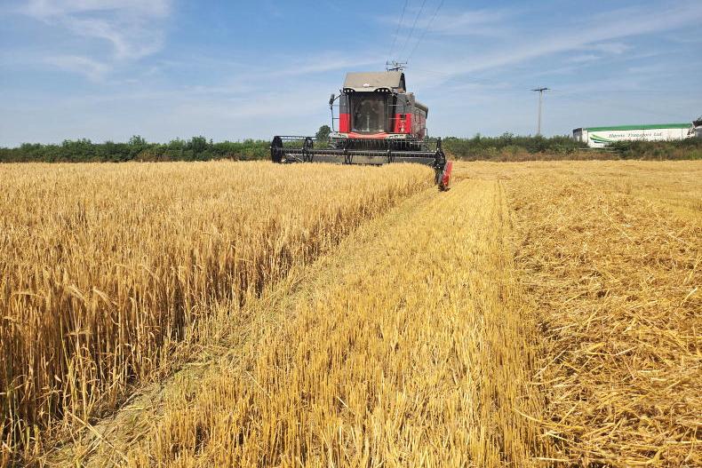 Watch: harvesting winter barley in the heatwave