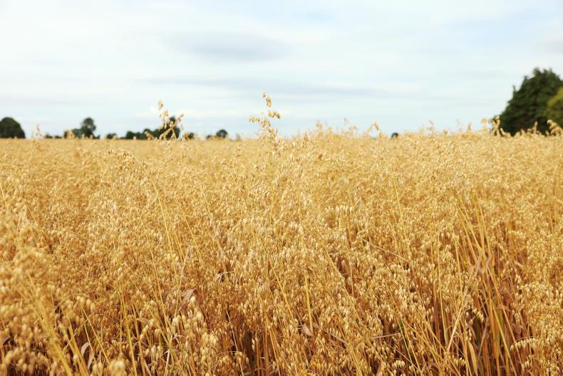 Teagasc issues fresh feeding advice as heatwave hits grass growth