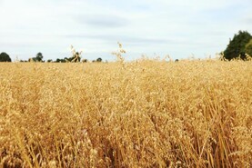Teagasc issues fresh feeding advice as heatwave hits grass growth