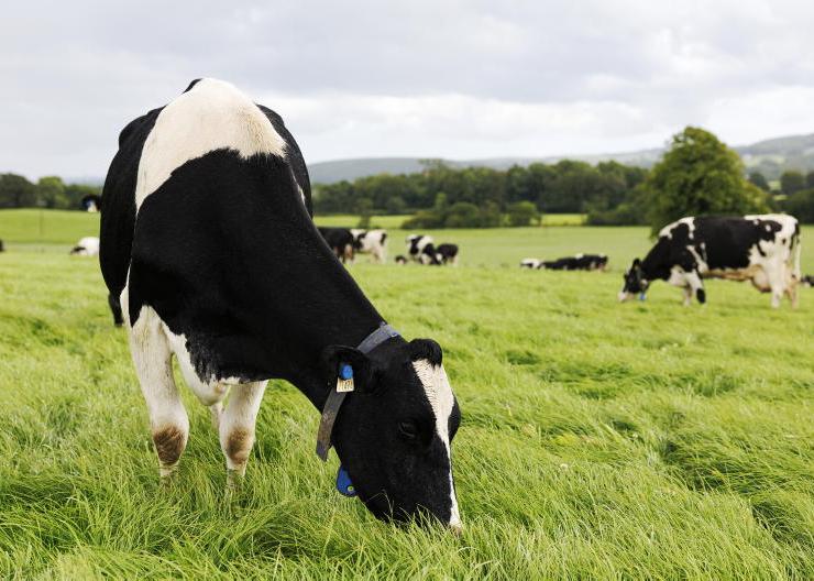 Heatwave takes a toll on milk output
