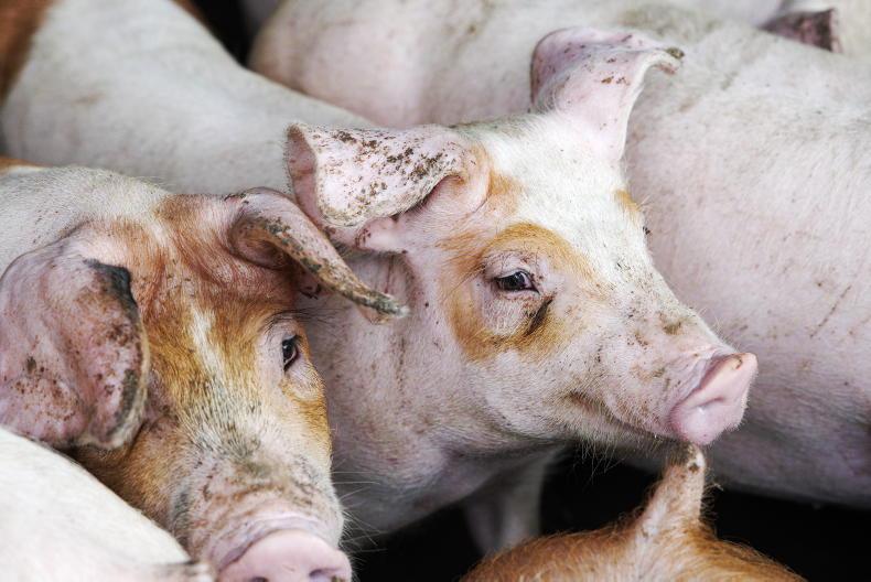 Stronger supplies and weaker demand combine to hit pig prices