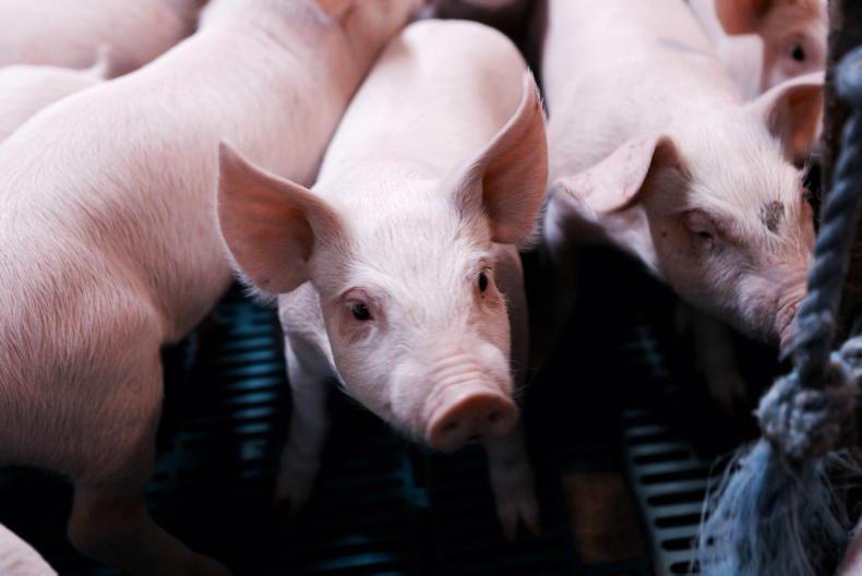 Stronger supplies and weaker demand combine to hit pig prices