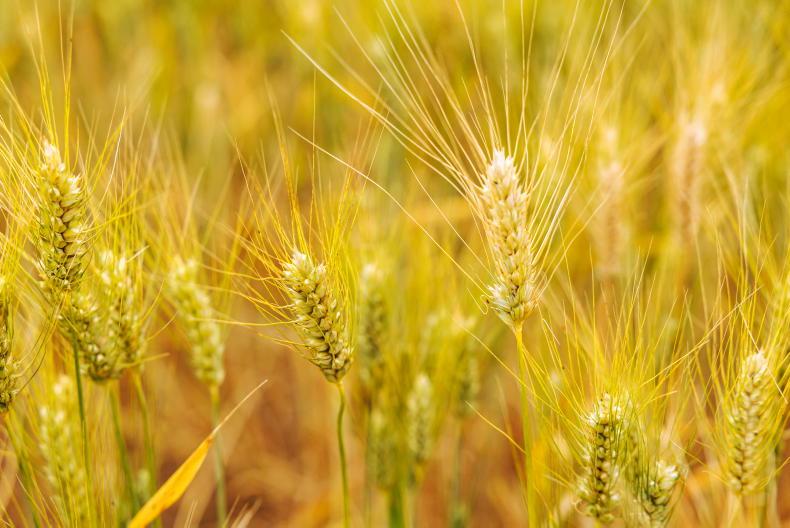 Editorial: straw chopping confusion as tillage farmers left in limbo
