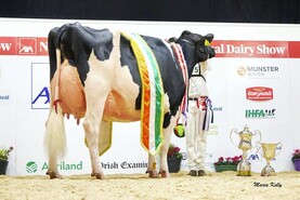 Cork show cow makes Irish history with first EX97 score in almost 30 years