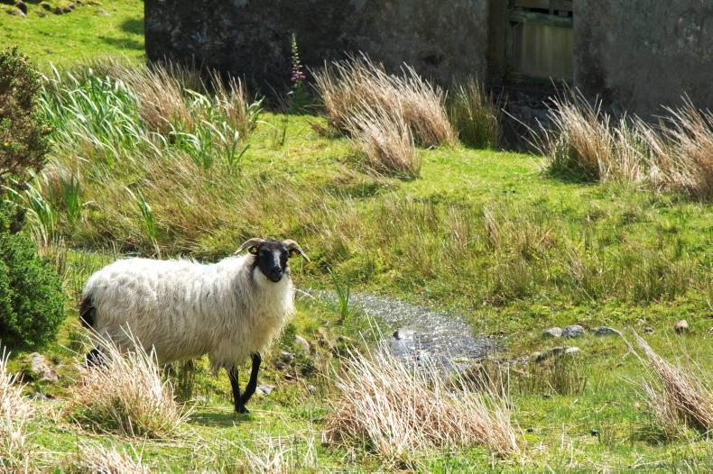 Editorial: uncertain future for sheep farming
