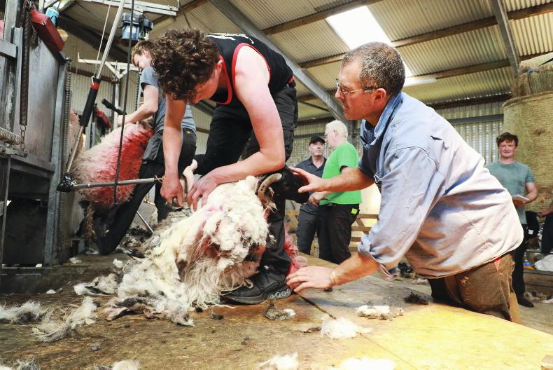 A shear masterclass in Sraith Saileach