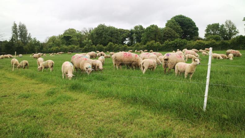Sheep management: lamb slaughter performance ann water supply