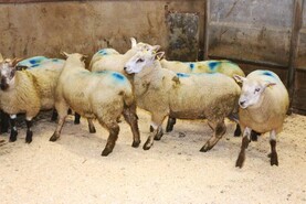 Sheep mart prices: heavier fleshed lambs in tight supply