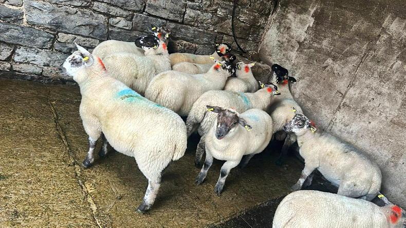 Lamb prices steady at €9/kg opening price