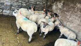Lamb prices steady at €9/kg opening price