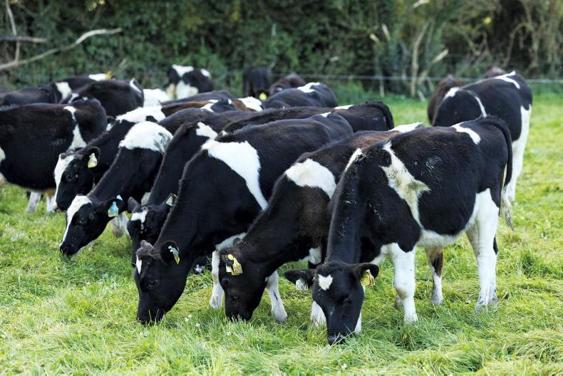 Teagasc to showcase profitable dairy-beef farm at Tipperary open day