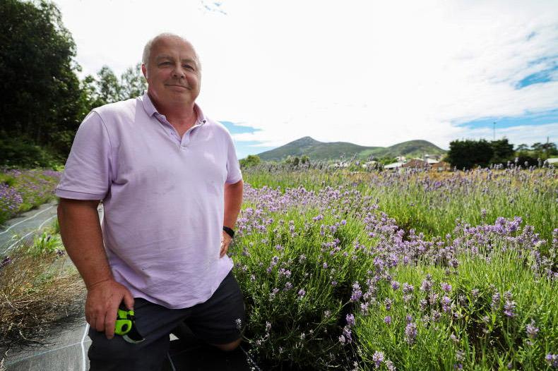 Wicklow lavender fields bloom into global fragrance success
