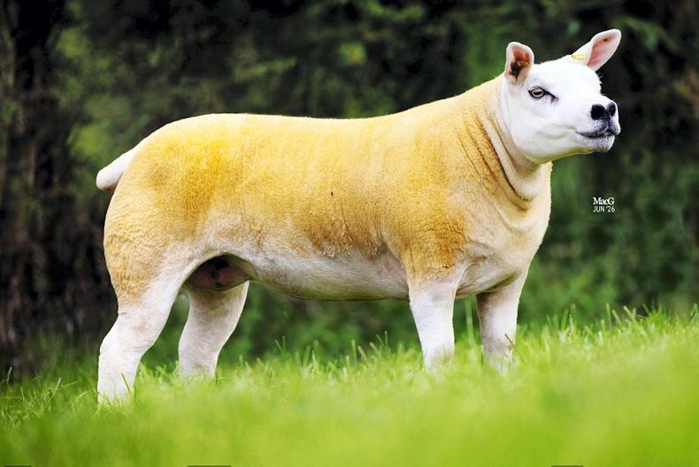 Irish buyers dig deep in Summer Select Texel sale