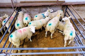 Camera at the Mart: Cooley sheep breeders store lambs sale tops at €157