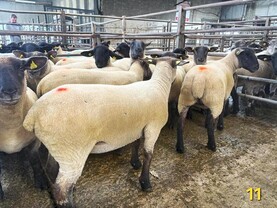 Sheep prices: Hoggets hit €335 at Carnew Mart