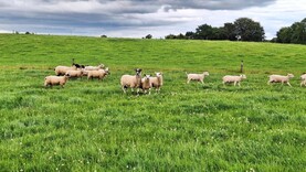 Tullamore Farm update: 46 lambs drafted at weaning average €186/head