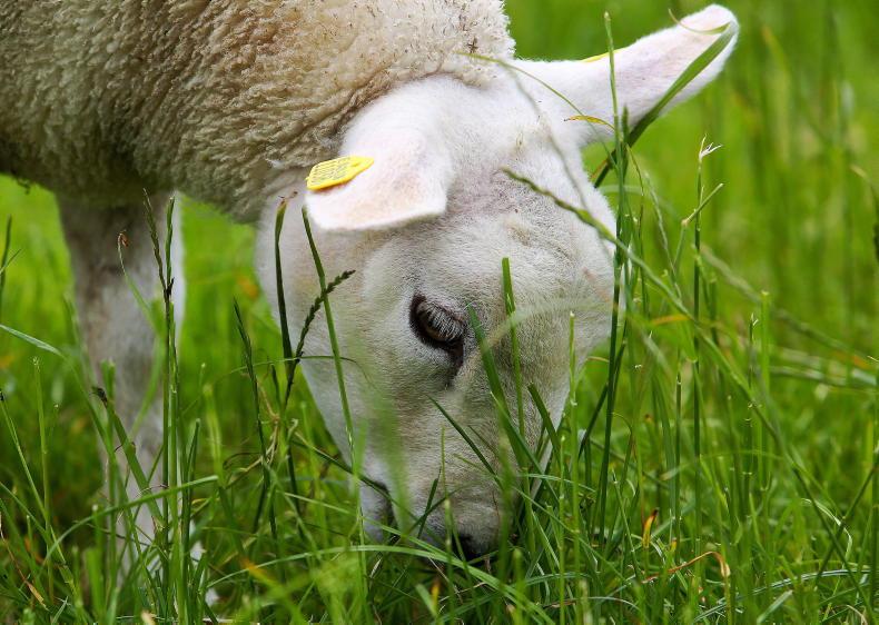Sheep farmers upbeat on lamb prices amid drought pressures