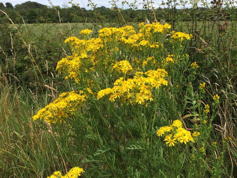 Roadside ragwort: who has a duty to control it?