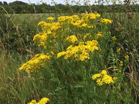 Roadside ragwort: who has a duty to control it?