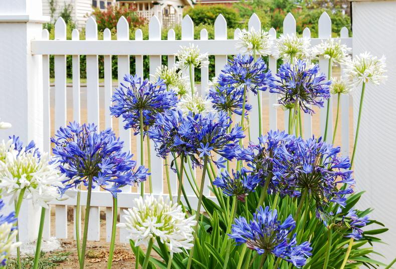 Gardening with Paul: Agapanthus puts on a summer fireworks show
