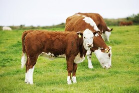 Irish Hereford Prime launches new bonus scheme for beef farmers