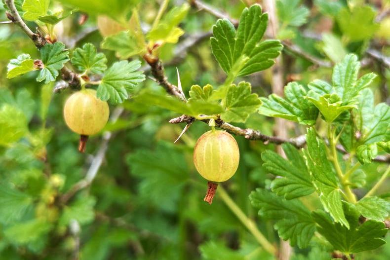 Folklore: ‘gooseberry bush thorns and a prayer... the stye would be gone’ 