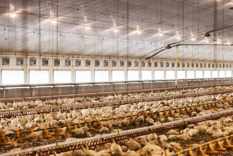 Farm jobs: New dairy, poultry and horticulture vacancies this week