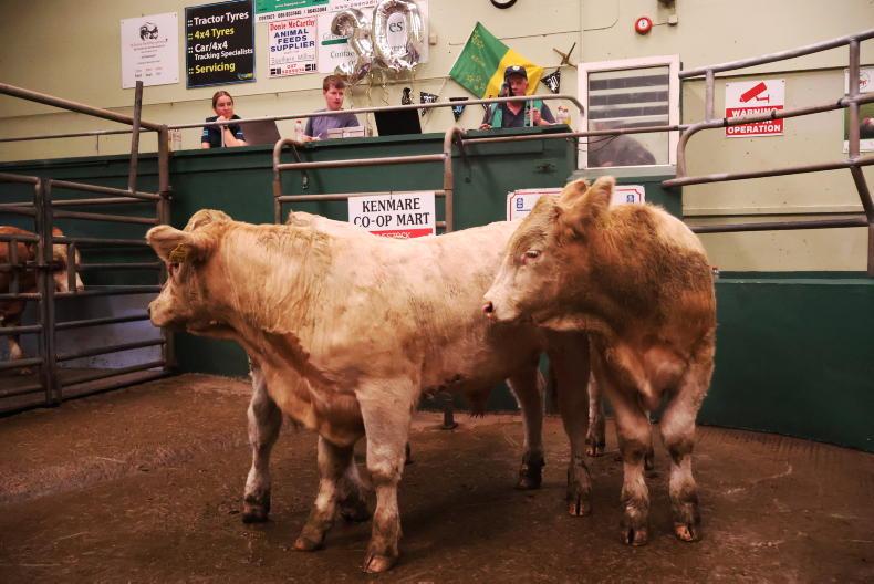 Camera at the Mart: over 40% of bull weanlings exceed €1,800 in Kenmare