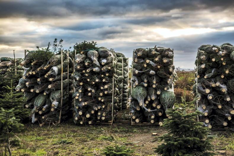 Europe’s Christmas tree growers gather in Ireland