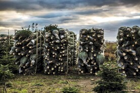 Europe’s Christmas tree growers gather in Ireland
