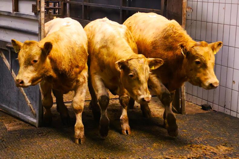 AHI to host four weanling health events in marts