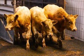 AHI to host four weanling health events in marts